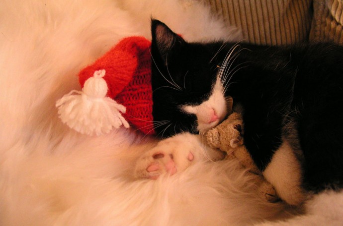 Chat et bonnet rouge.